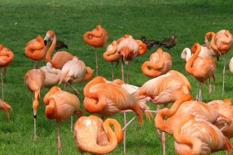 flamingos