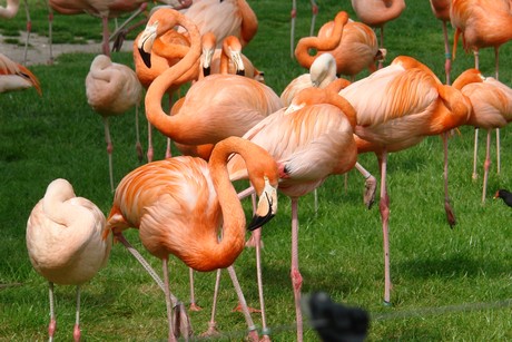 flamingos
