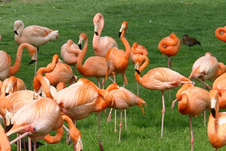 flamingos