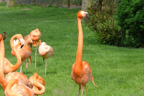 flamingos