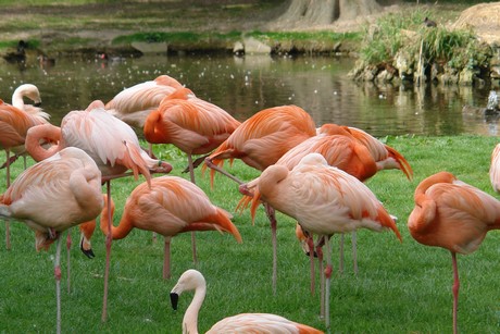 flamingos