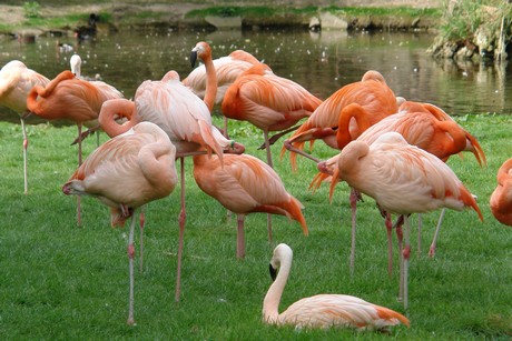 flamingos