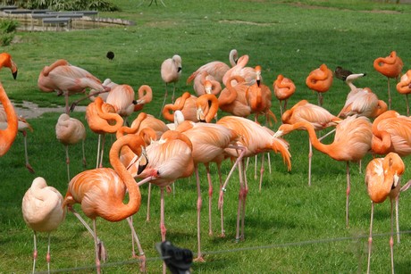 flamingos