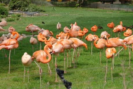 flamingos