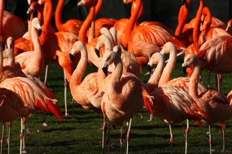 flamingos