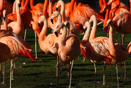 flamingos