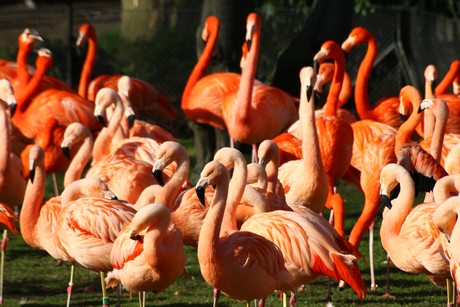 flamingos