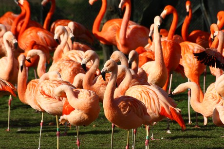 flamingos