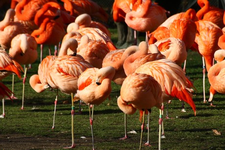 flamingos