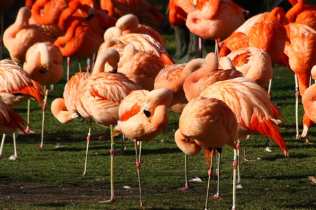 flamingos
