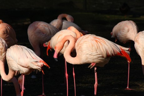 flamingos