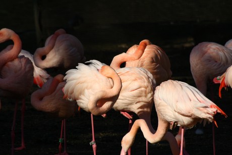 flamingos
