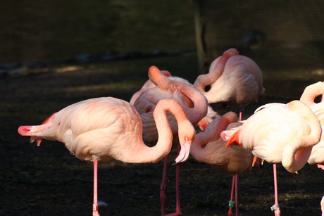 flamingos