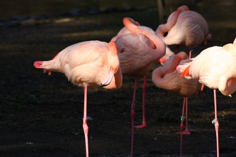 flamingos