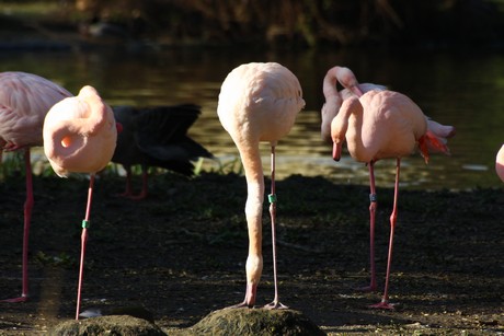 flamingos