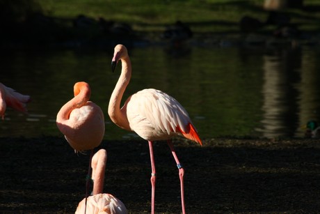 flamingos