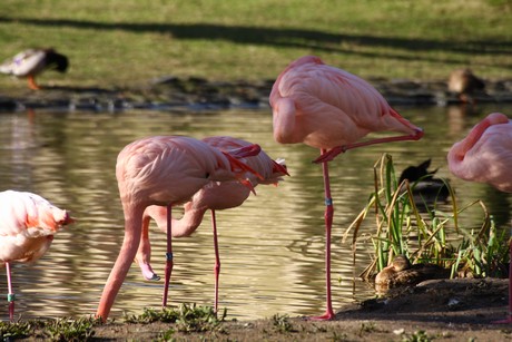 flamingos