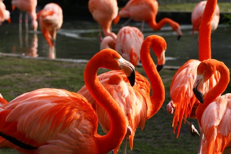 flamingos