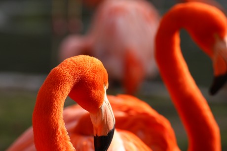 flamingos