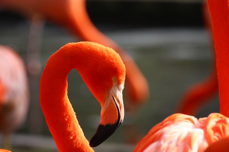 flamingos