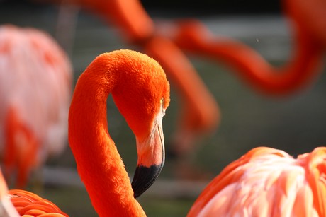 flamingos