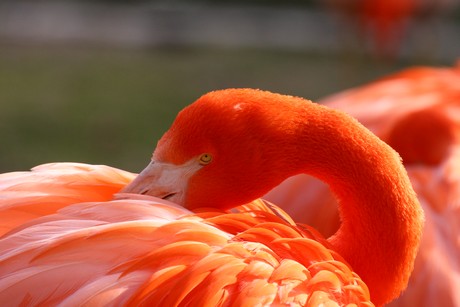 flamingos