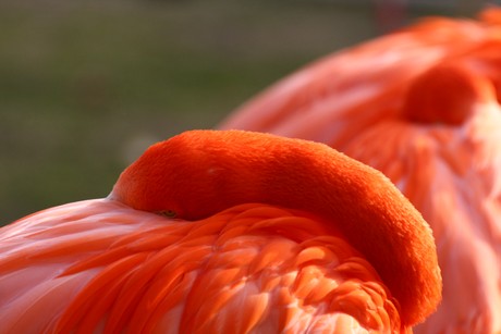 flamingos