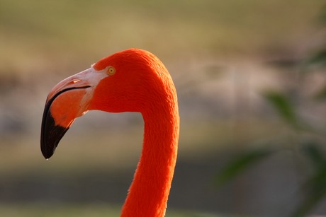 flamingos