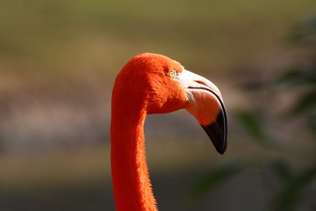 flamingos