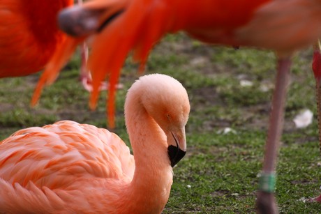 flamingos