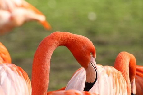 flamingos