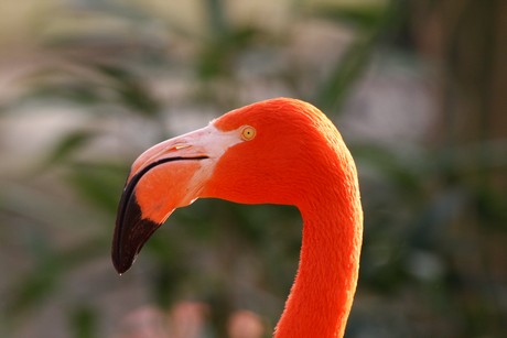 flamingos