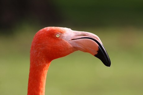flamingos