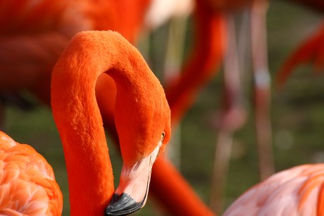 flamingos