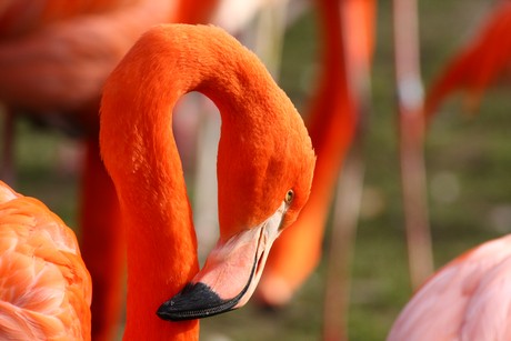flamingos