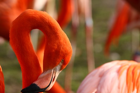flamingos