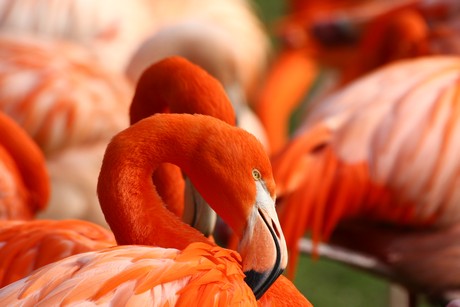 flamingos