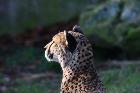 gepard