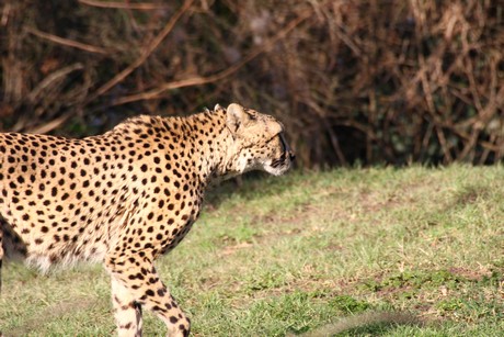 gepard