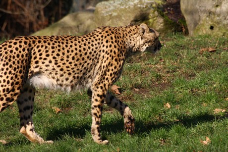 gepard