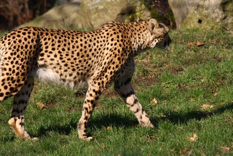gepard