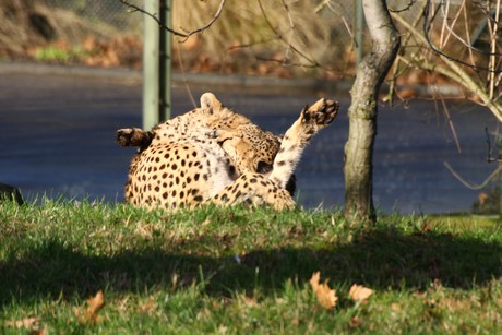 gepard