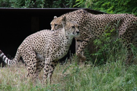 gepard
