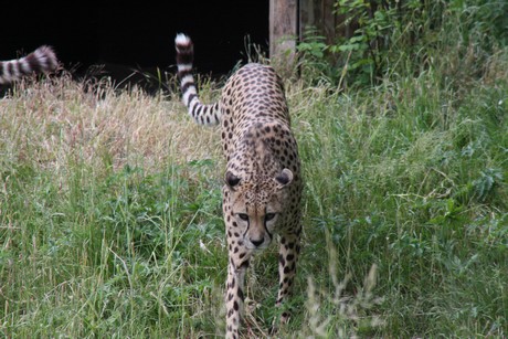 gepard