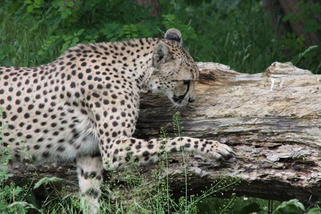 gepard
