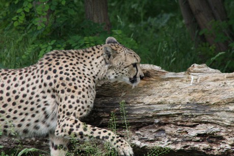 gepard