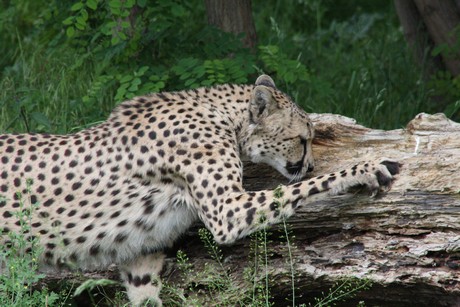 gepard