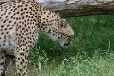 gepard