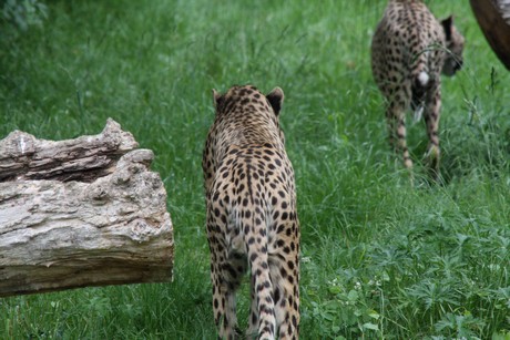 gepard