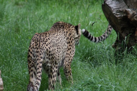 gepard